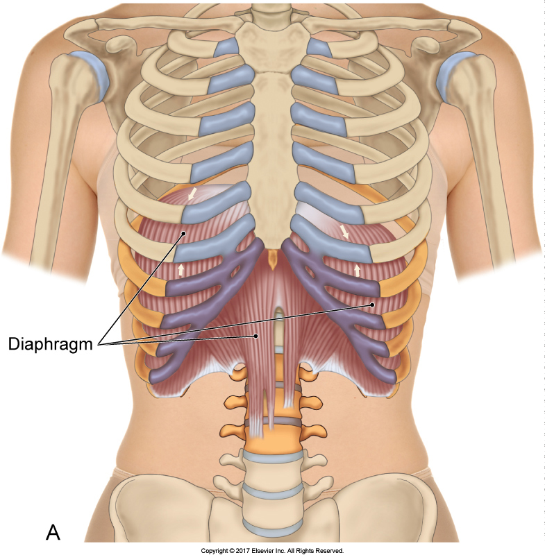 Anterior view of the diaphragm. Permission Joseph E. Muscolino. The Muscular System Manual - The Skeletal Muscles of the Human Body, 4th Edition (Elsevier, 2017).