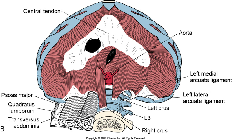 Inferior view of the Diaphragm. Permission Joseph E. Muscolino. The Muscular System Manual - The Skeletal Muscles of the Human Body, 4th Edition (Elsevier, 2017).