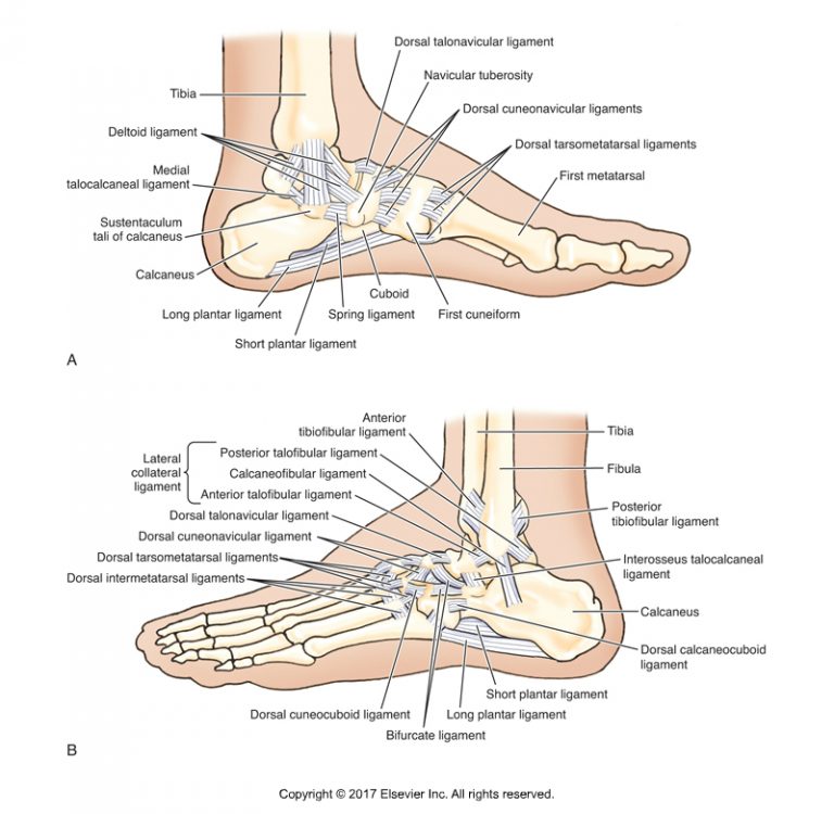 New Ligament Of The Ankle Joint Lateral Fibulotalocalcaneal Ligament 2310