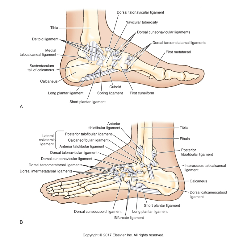Ligaments of the Ankle Joint