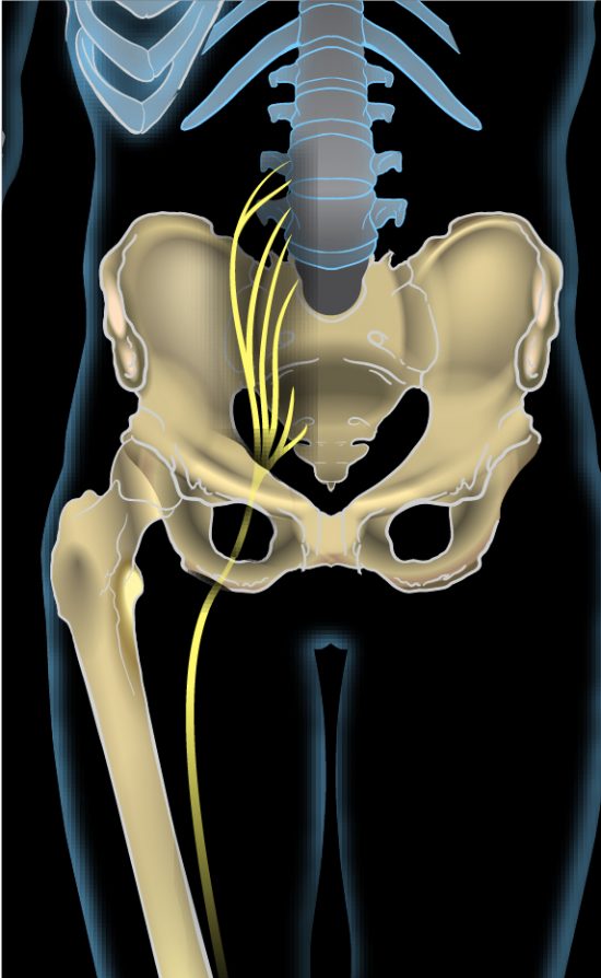 sciatic-nerve-course-branches-to-lower-leg-and-foot