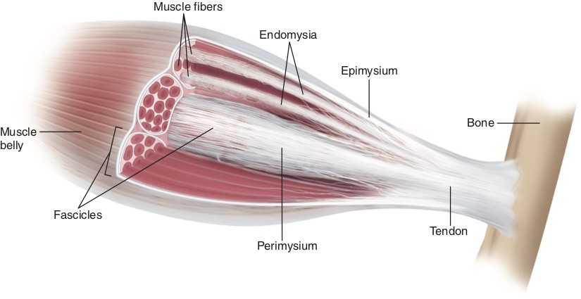 Increased Muscle Activation in Back Line Myofascial Continuity