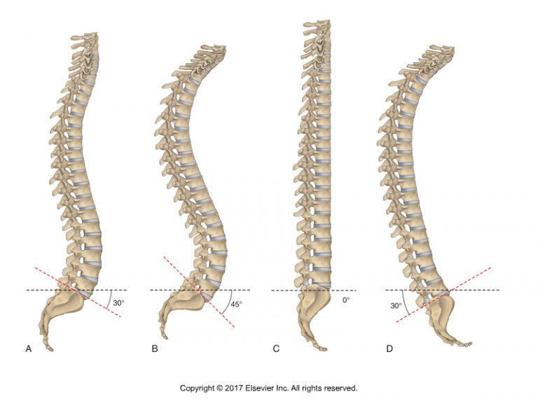 Elongation of the Spine