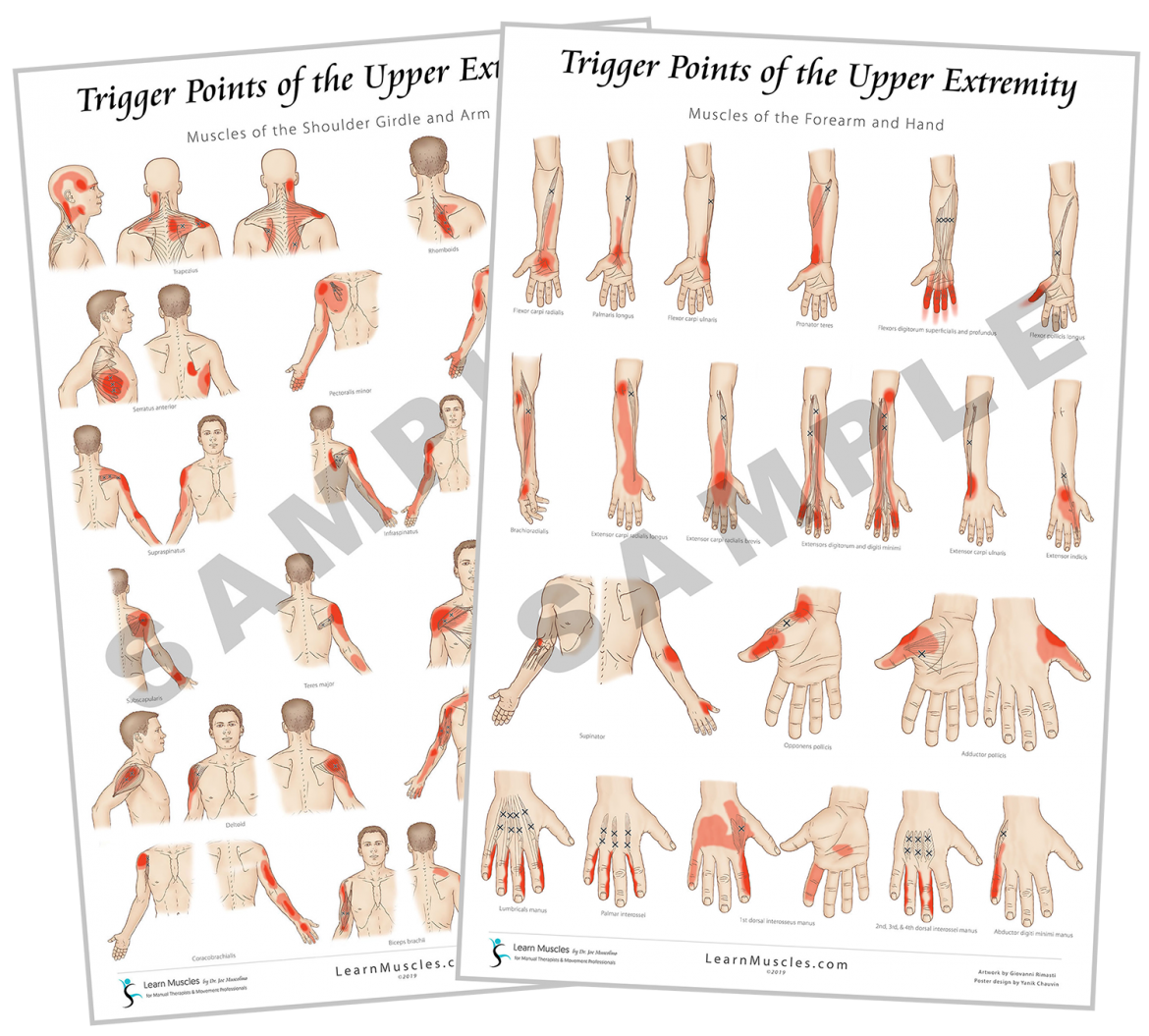 Dermatomes 18 X 24 Premium Poster Learn Muscles