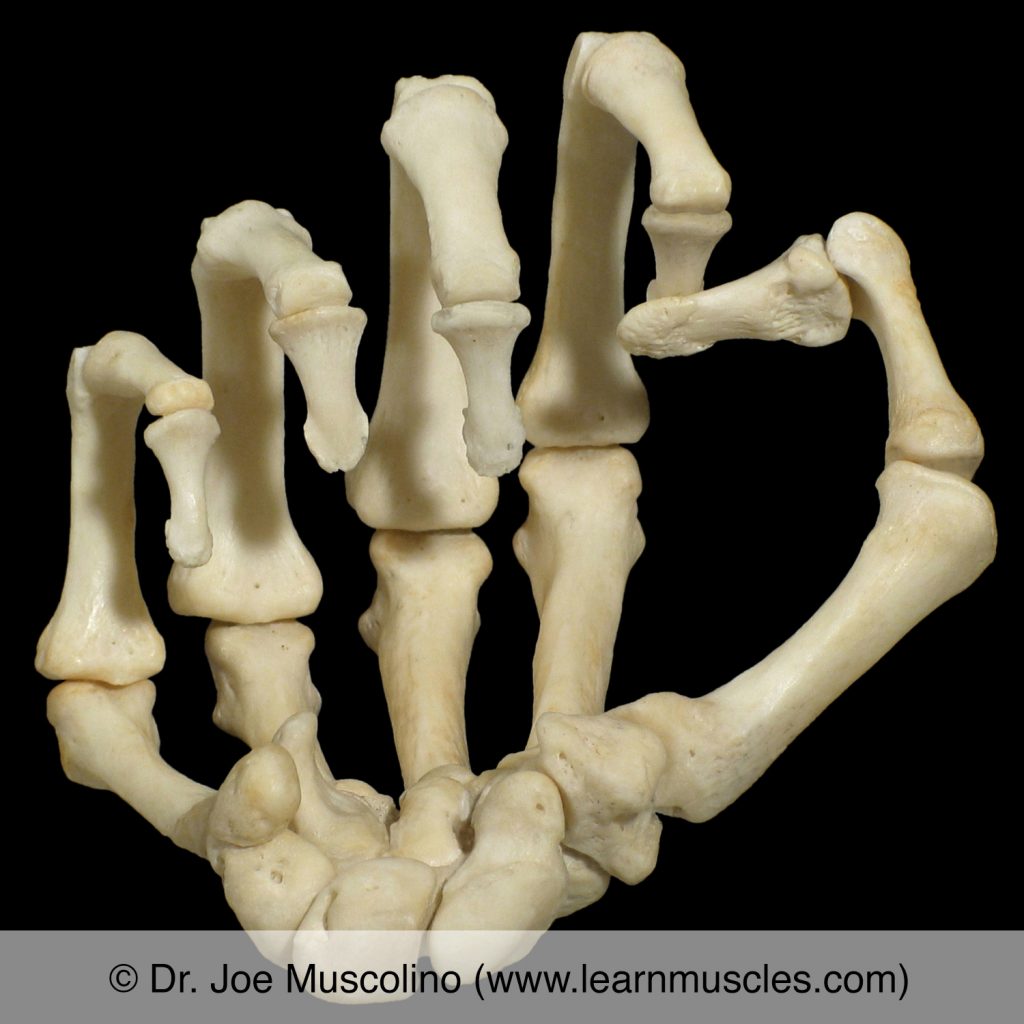 Bones of the wrist and hand in the posture of a fist on the right side.