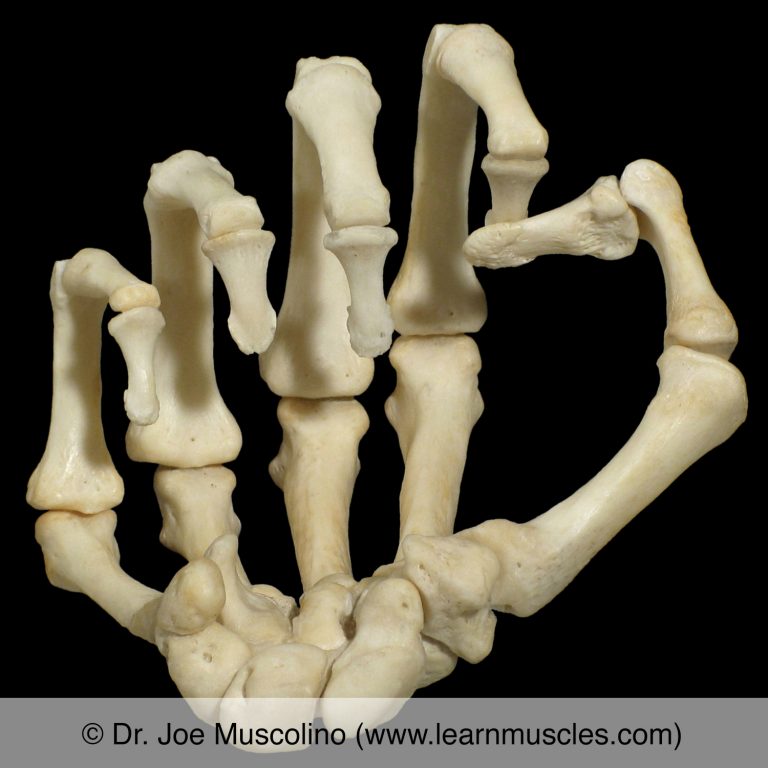 Interphalangeal Joints Of The Hand Learn Muscles