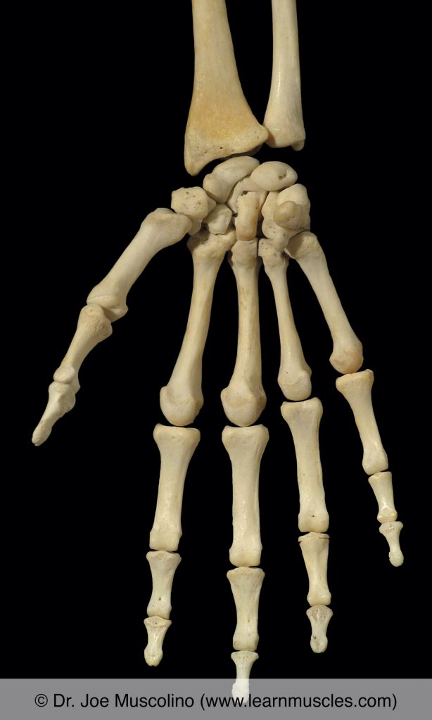Anterior view of bones of the right wrist and hand.