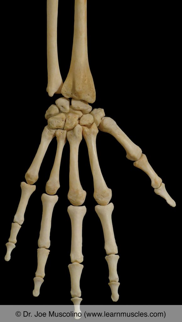 Posterior view of bones of the right hand.