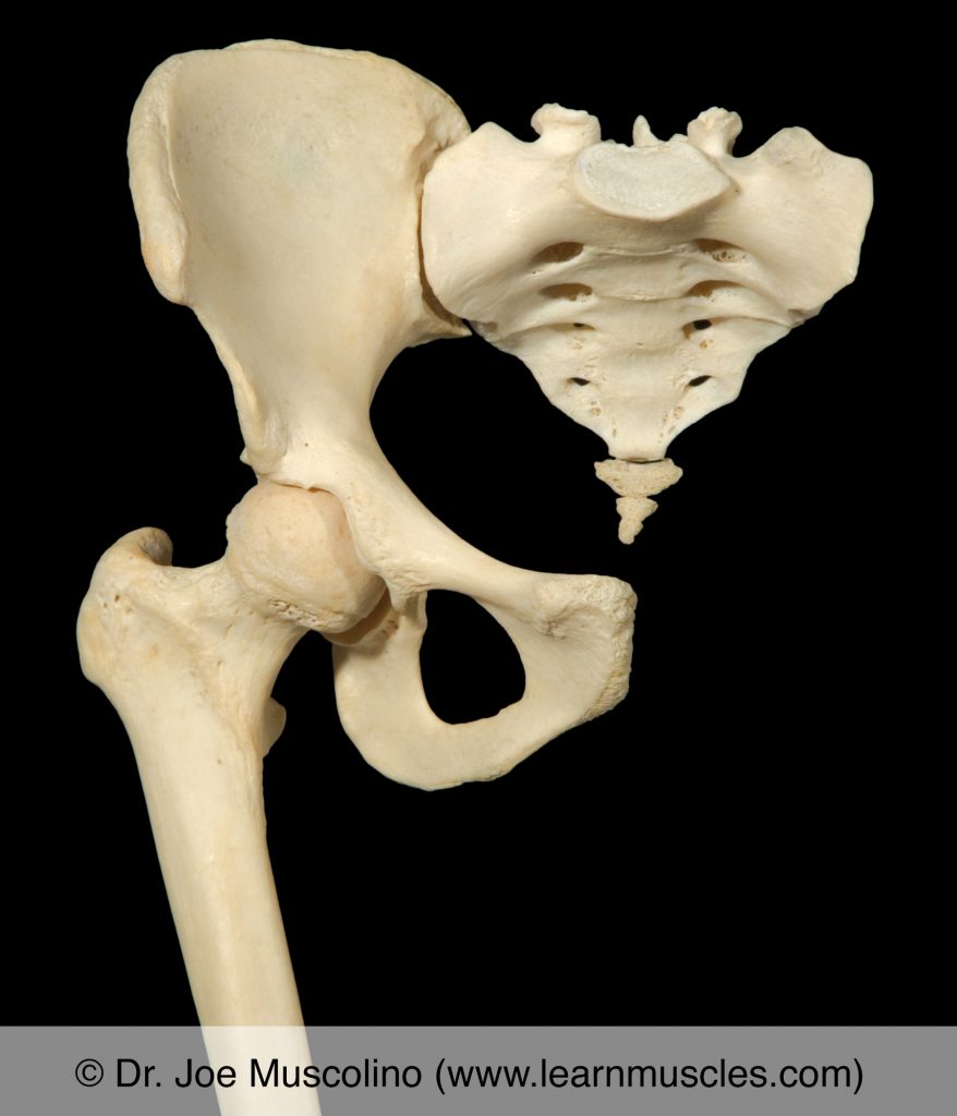 Anterior view of the hip joint on the right side of the body.