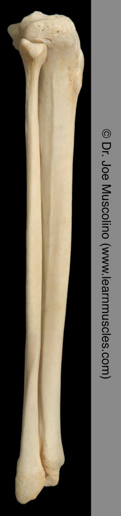 Lateral view of the fibula and tibia on the right side of the body.