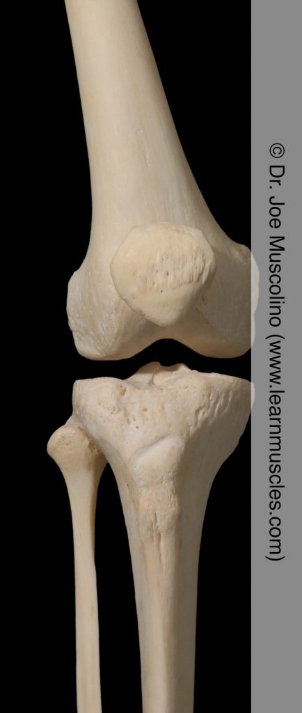 Anterior view of the knee joint on the right side of the body.