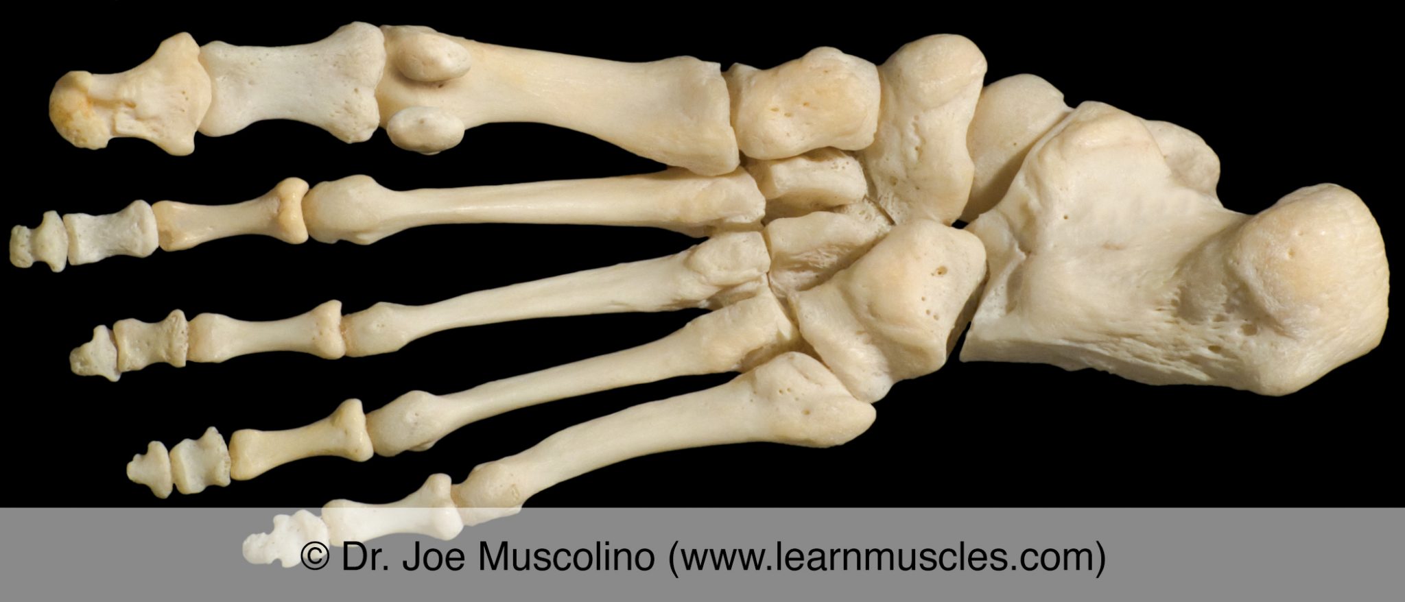 Interphalangeal Joints of the Foot Learn Muscles