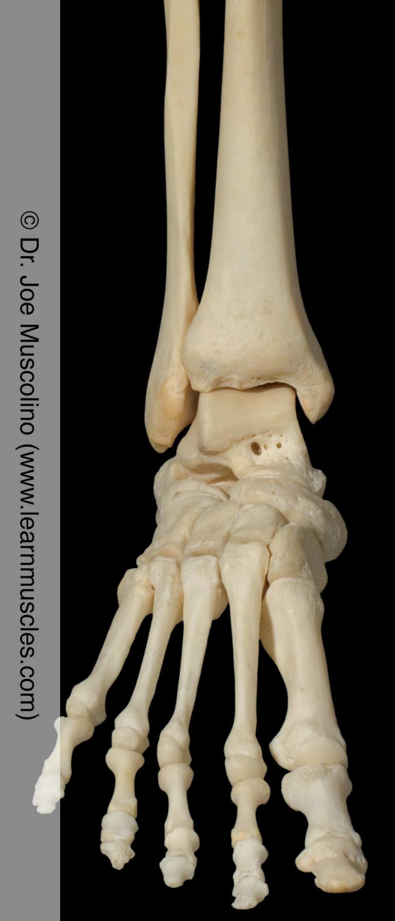 Talocruralis Ankle (Talocrural) Joint - Learn Muscles
