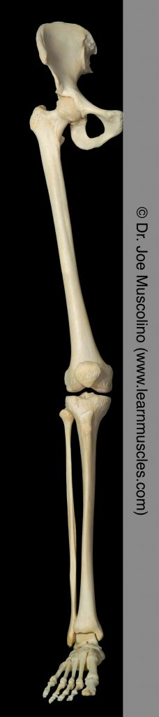 Anterior view of the joints of the lower extremity on the right side of the body.