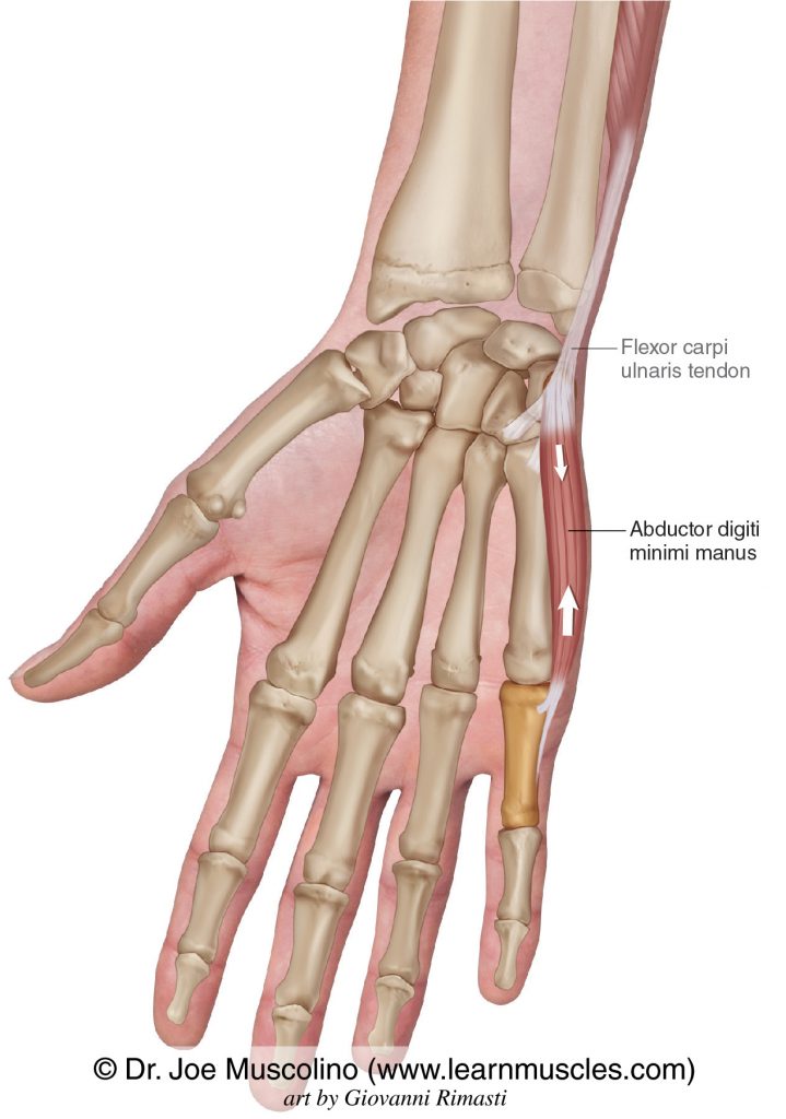 The flexor digiti minimi manus intrinsic muscle of the hand. The distal tendon of the flexor carpi ulnaris has been drawn in.