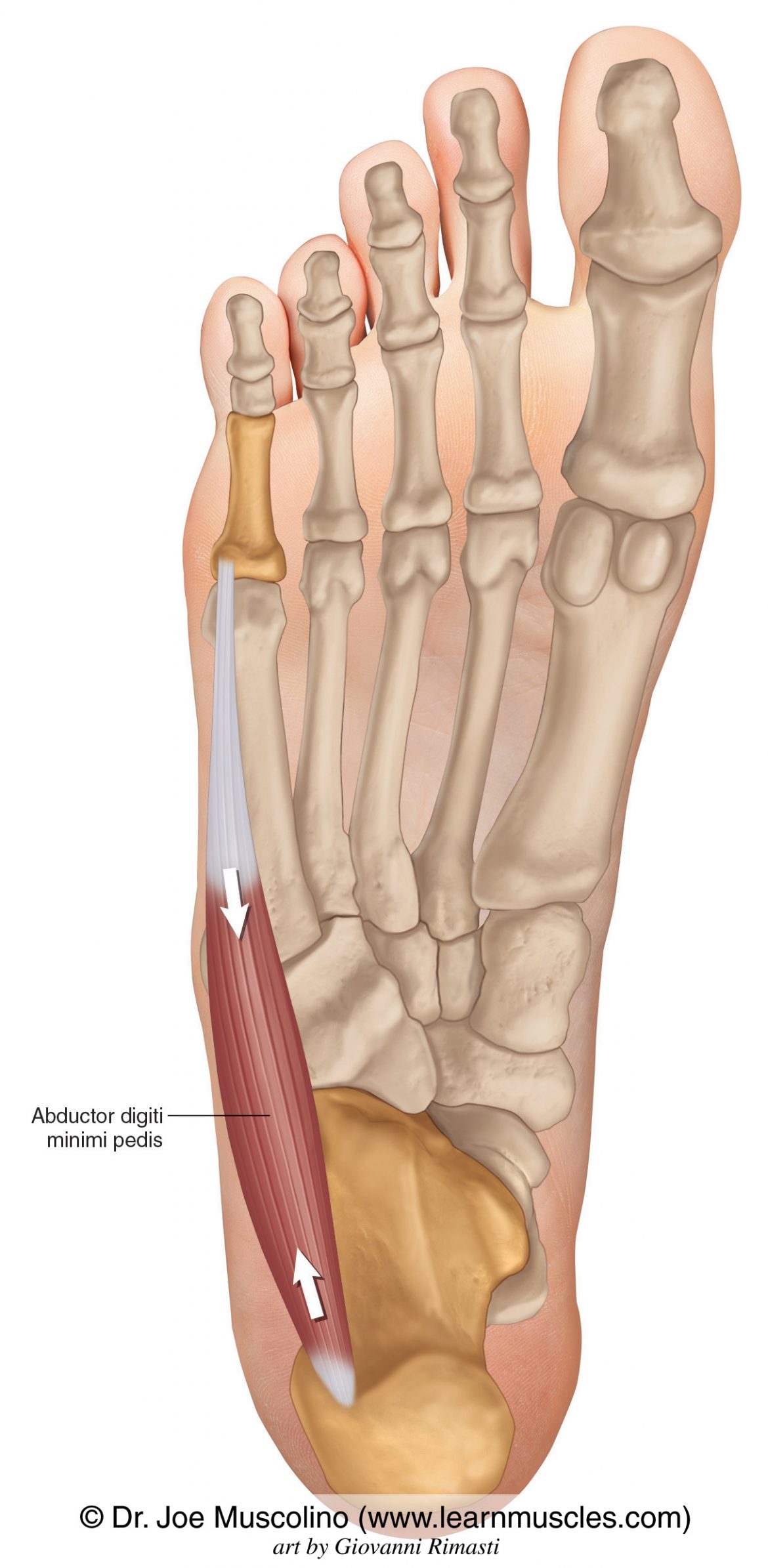 Abductor Digiti Minimi Pedis - Learn Muscles