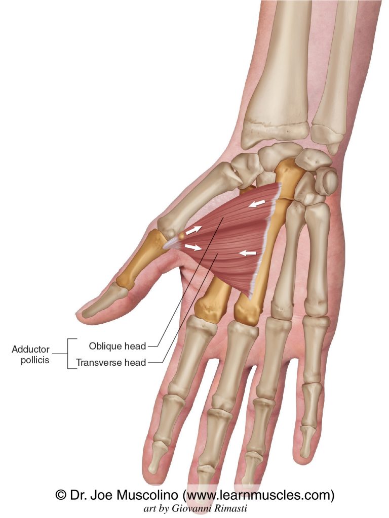 The adductor pollicis intrinsic muscle of the hand. The adductor pollicis has two heads: oblique and transverse.