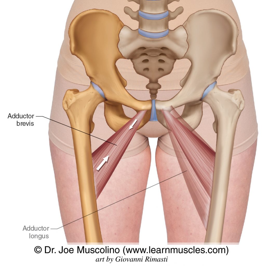The adductor brevis of the adductor group. The adductor longus has been ghosted in on the left side. From an anterior perspective, the adductor brevis is deep to the adductor longus.