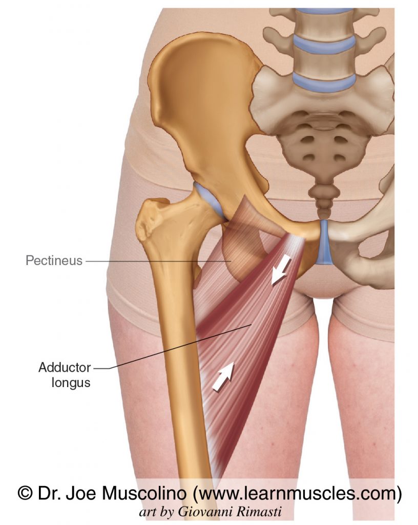 The adductor longus of the adductor group. The pectineus has been ghosted in. 
