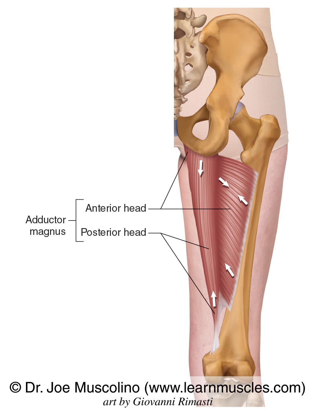 Adductor Magnus - Learn Muscles