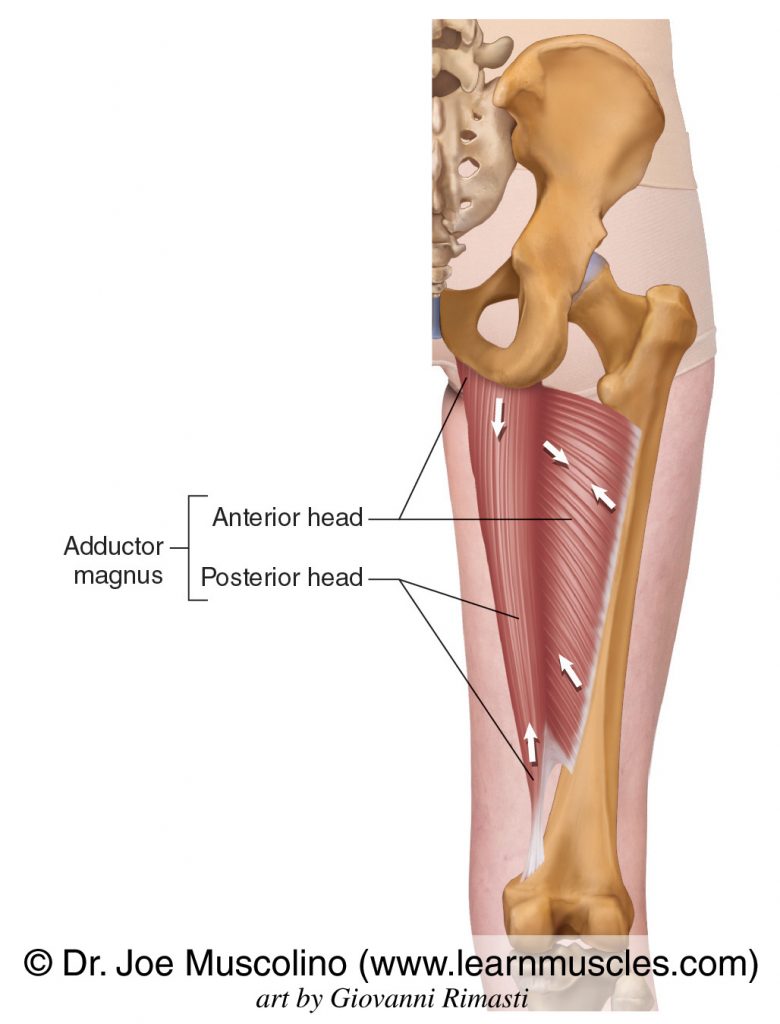 The adductor magnus of the adductor group. The adductor magnus has two heads: anterior and posterior. 