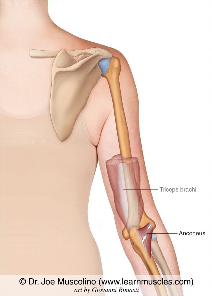 The anconeus. The distal cut end of the triceps brachii has been ghosted in.