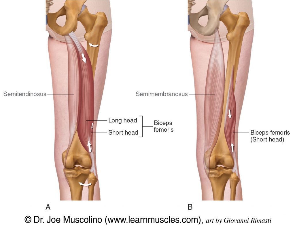Superficial and deep posterior views of the biceps femoris of the hamstring group. The biceps femoris has two heads: long head and short head. The semitendinosus and semimembranosus have been ghosted in.