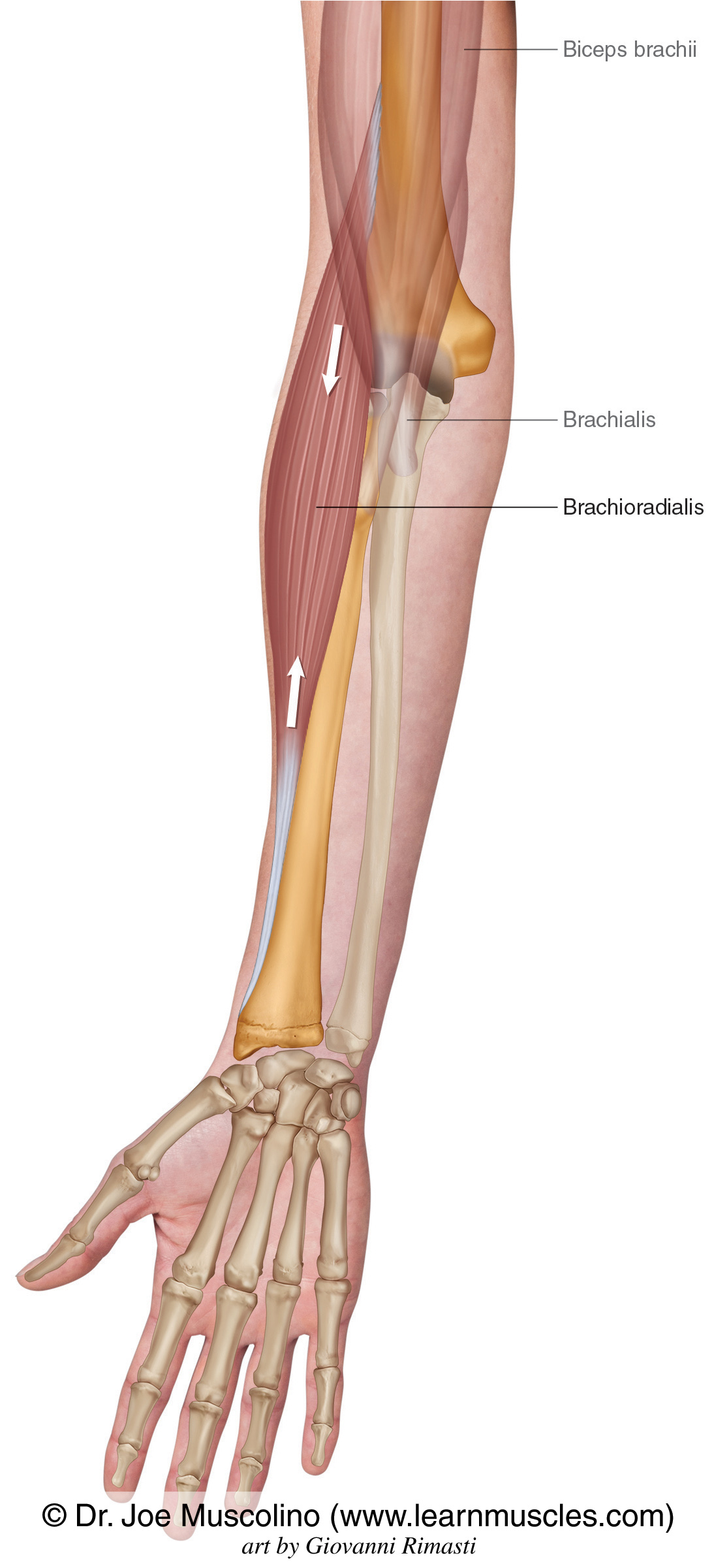 brachioradialis tendon