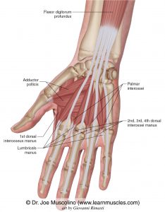 Central Compartment Group - Learn Muscles