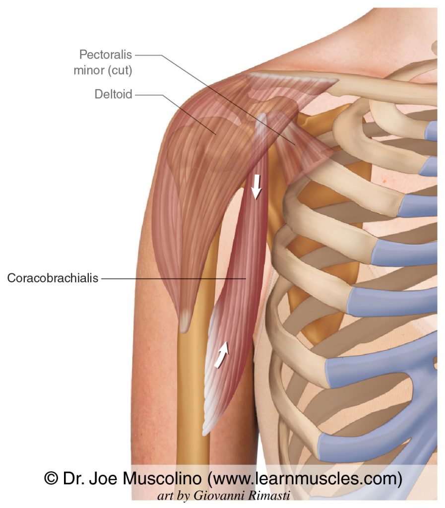 The coracobrachialis. The deltoid and pectoralis minor (cut) have been ghosted in. 