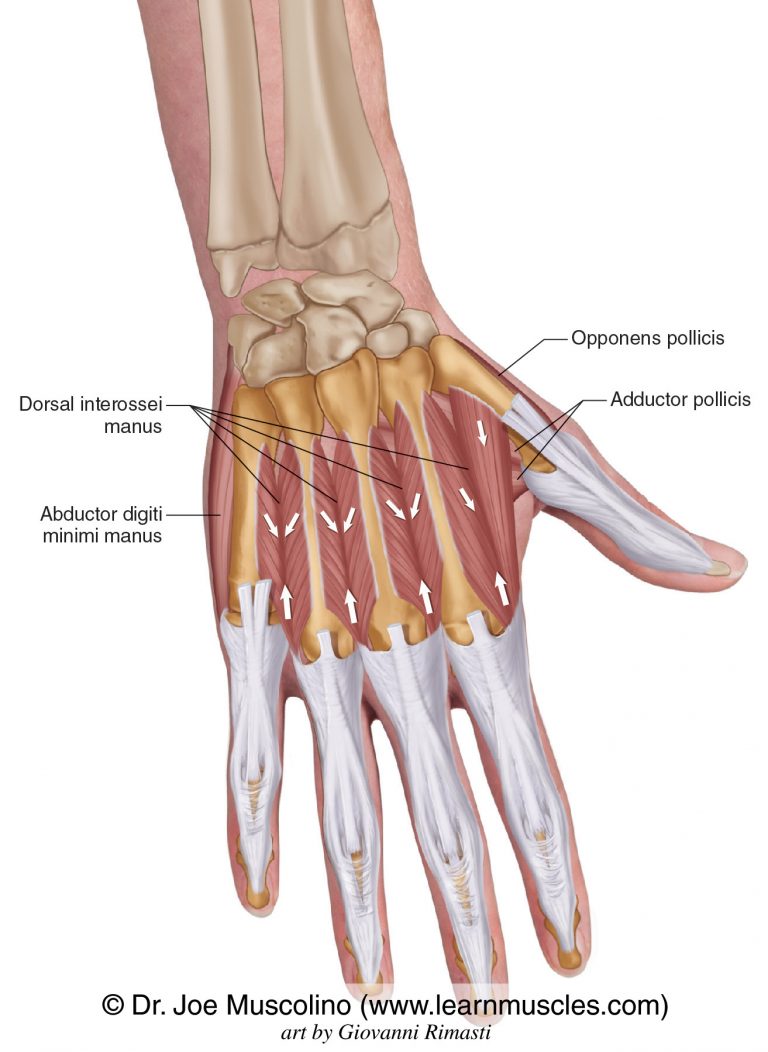 Dorsal Interossei Manus - Learn Muscles