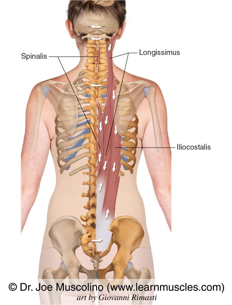 The erector spinae paraspinal group is composed of (from lateral to medial) the iliocostalis, longissimus, and spinalis.