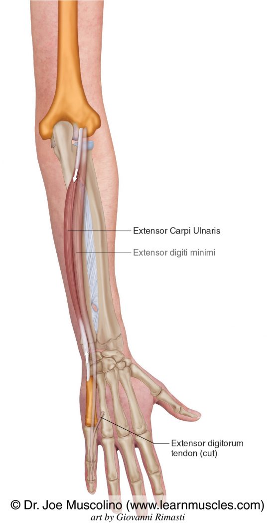 Extensor Carpi Ulnaris Learn Muscles