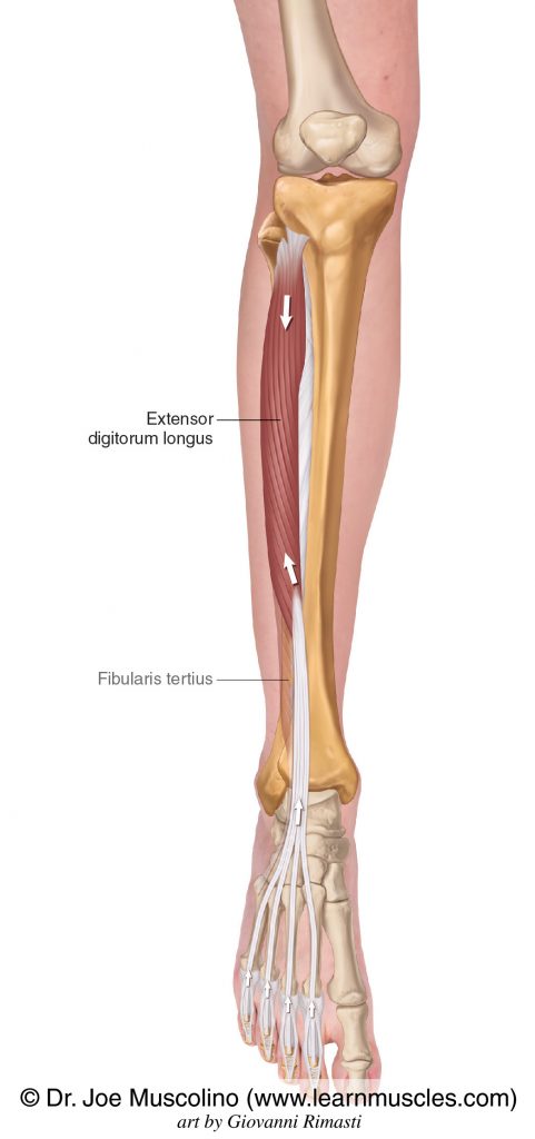 The extensor digitorum longus of the anterior compartment of the (lower) leg. The fibularis tertius has been ghosted in.
