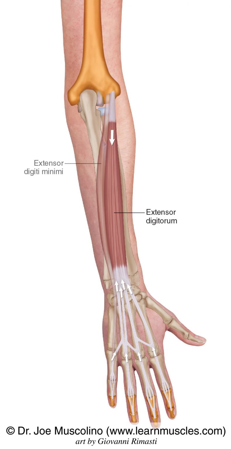 Extensor Digitorum - Learn Muscles