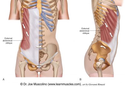 Anterior Abdominal Wall - Learn Muscles