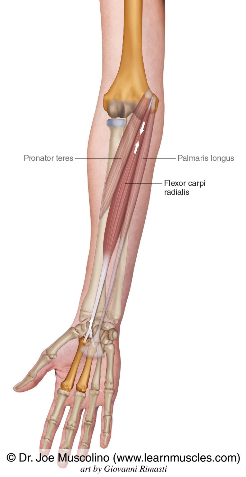 Flexor Carpi Radialis Learn Muscles