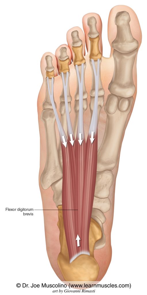 The flexor digitorum brevis of the foot on the right side of the body.