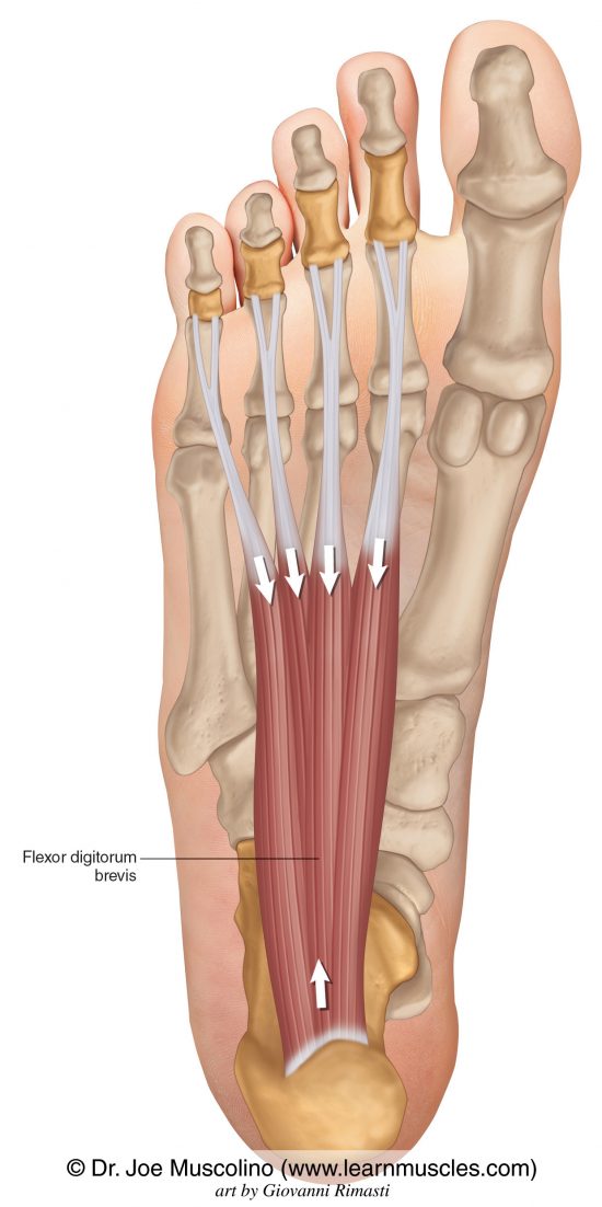 Flexor Digitorum Brevis Learn Muscles