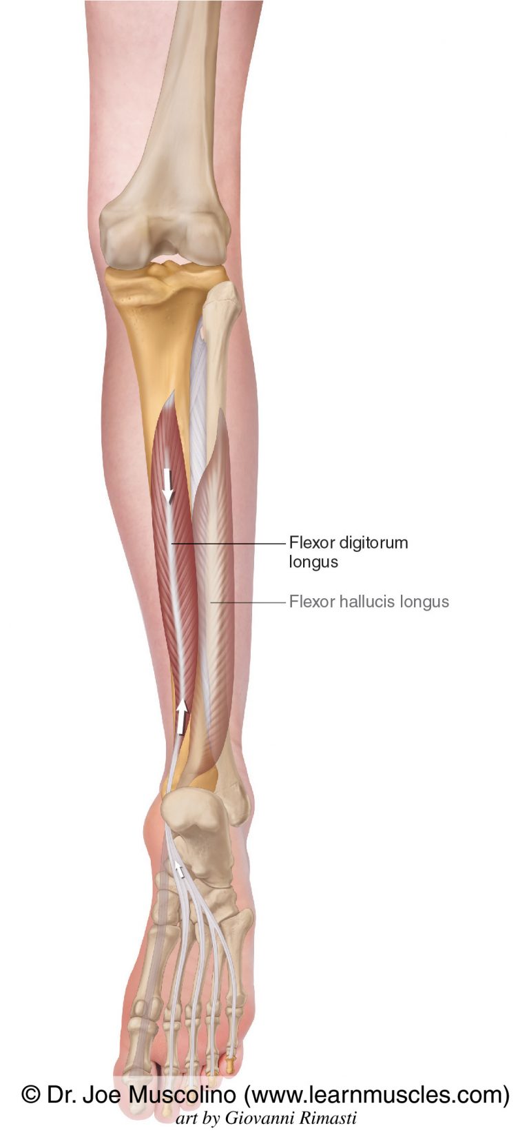 Flexor Digitorum Longus - Learn Muscles