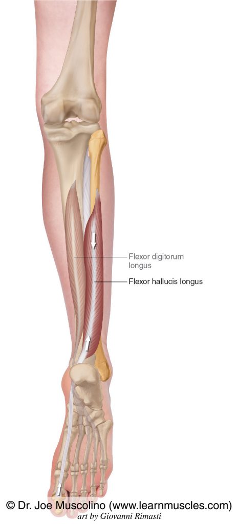 The flexor hallucis longus on the right side of the body. The flexor digitorum longus has been ghosted in.