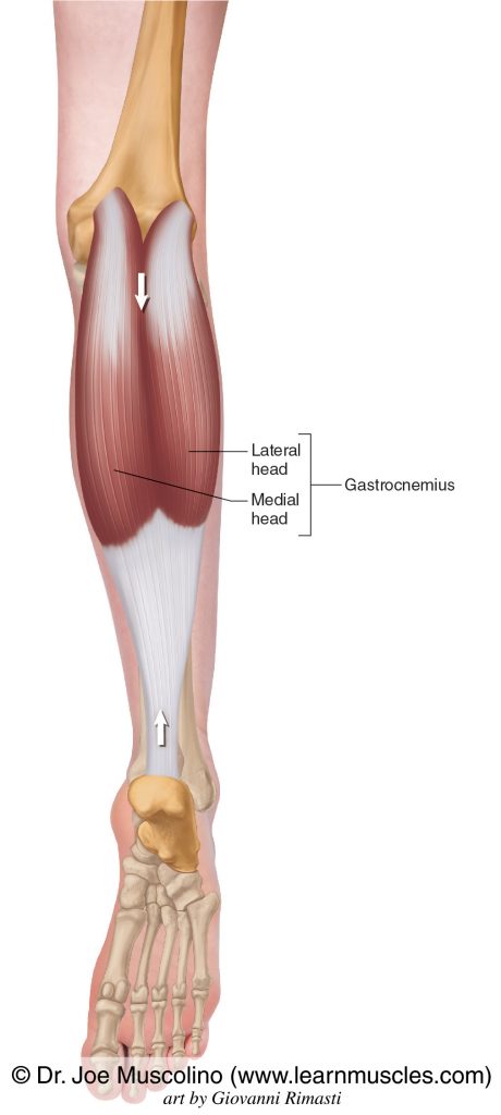 The gastrocnemius ("gastrocs") of the superficial posterior compartment of the (lower) leg. The gastrocnemius has two heads: medial head and lateral head.