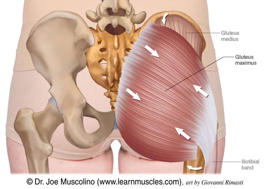 The gluteus maximus on the right side of the body. The gluteus medius has been ghosted in. And the iliotibial band (ITB), one the gluteus maximus' distal attachments is seen.