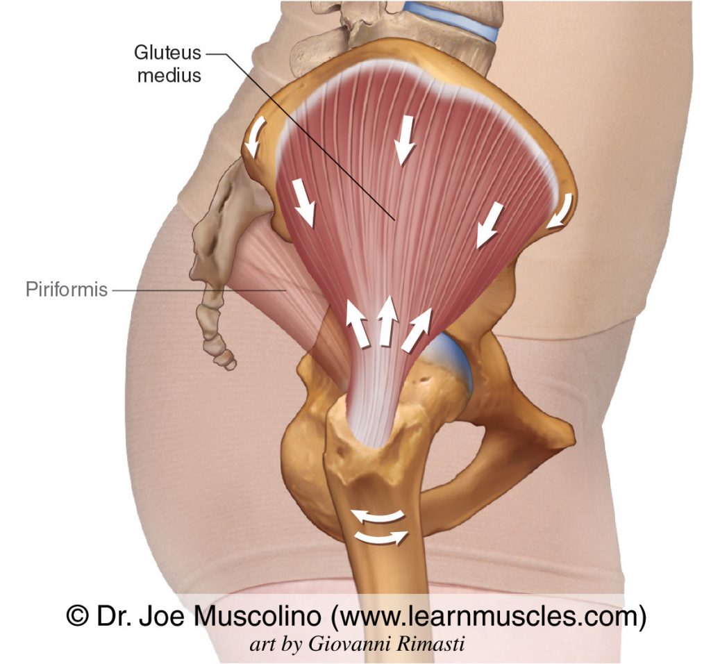 Lateral view of the right-side gluteus medius. The piriformis has been ghosted in. 