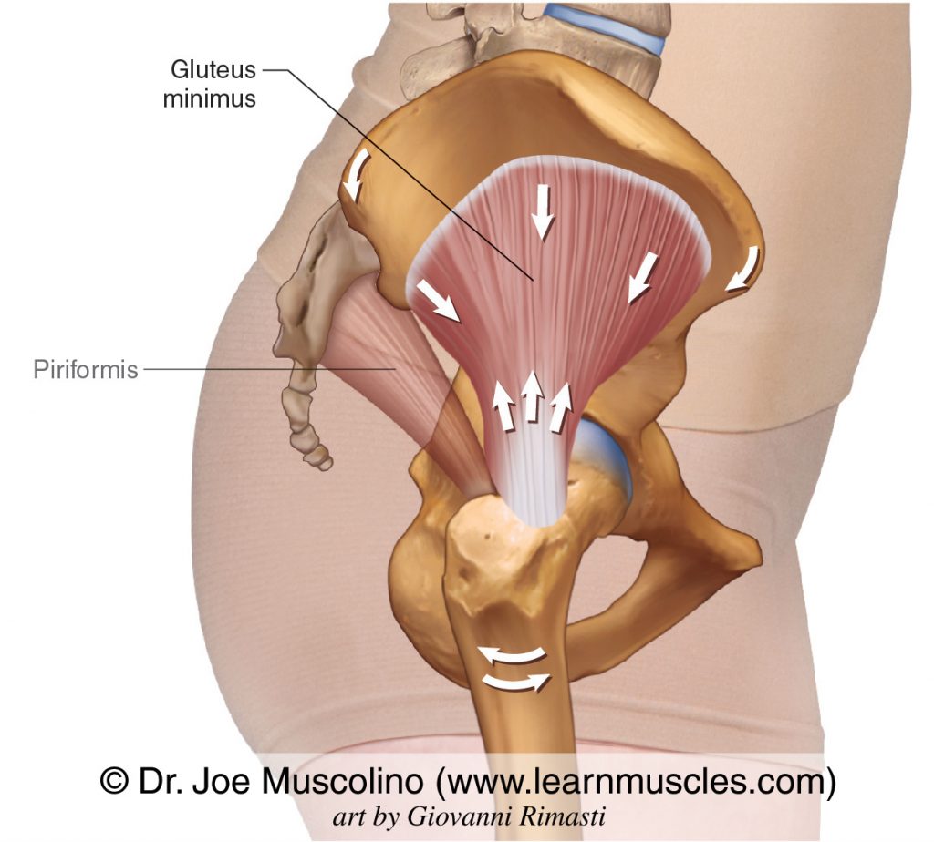 The gluteus minimus on the right side of the body. The piriformis has been ghosted in.