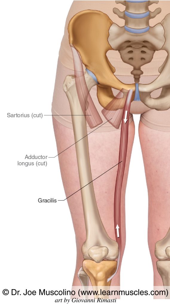 The gracilis of the adductor group. The cut ends of the sartorius and adductor longus been ghosted in.