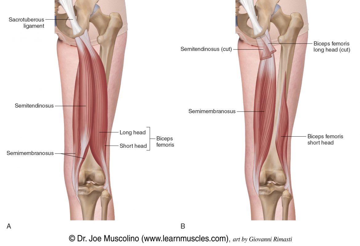 Hamstring Group Learn Muscles