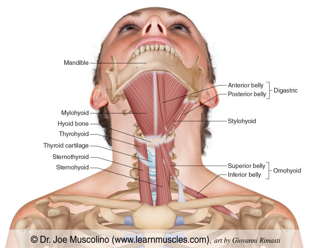 The hyoid group of muscles, superficial view. 