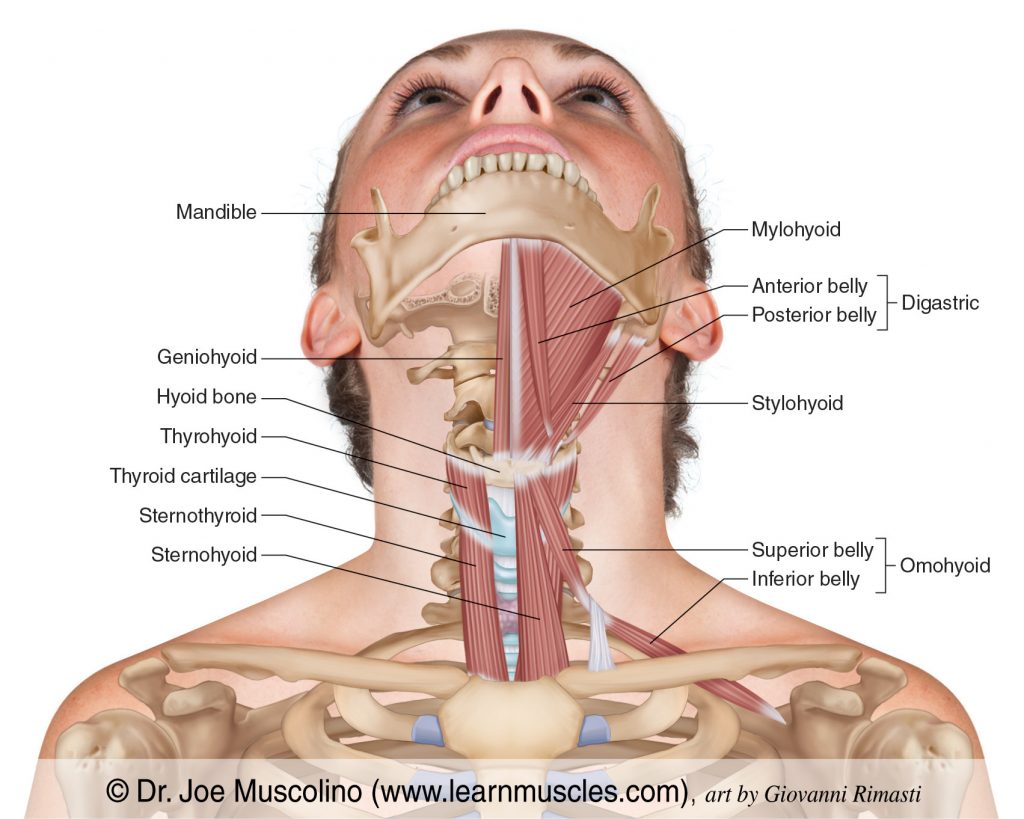 The hyoid group of muscles, deeper view. 
