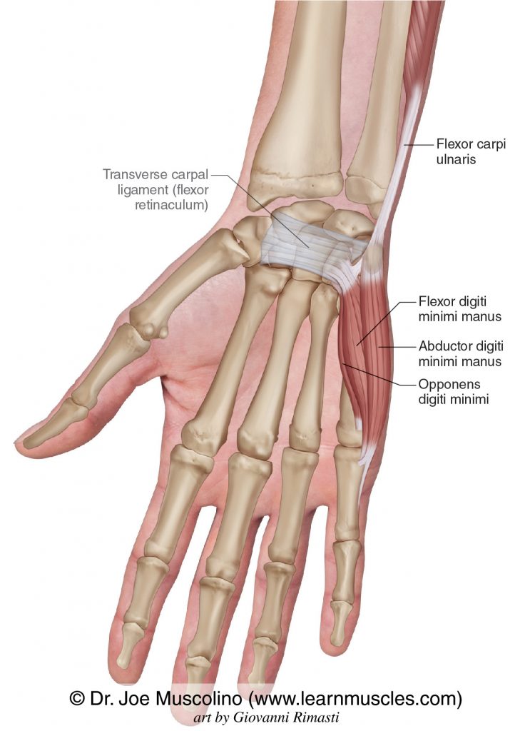 The hypothenar eminence group of intrinsic muscles of the hand: abductor digiti minimi manus, flexor digiti minimi manus, and opponens digiti minimi.